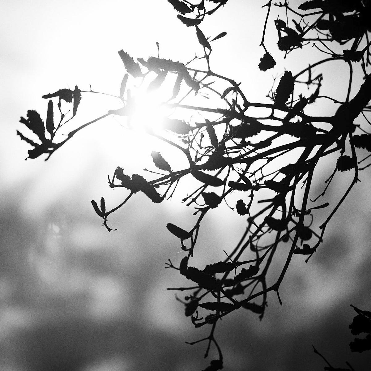 The Daily Foto
