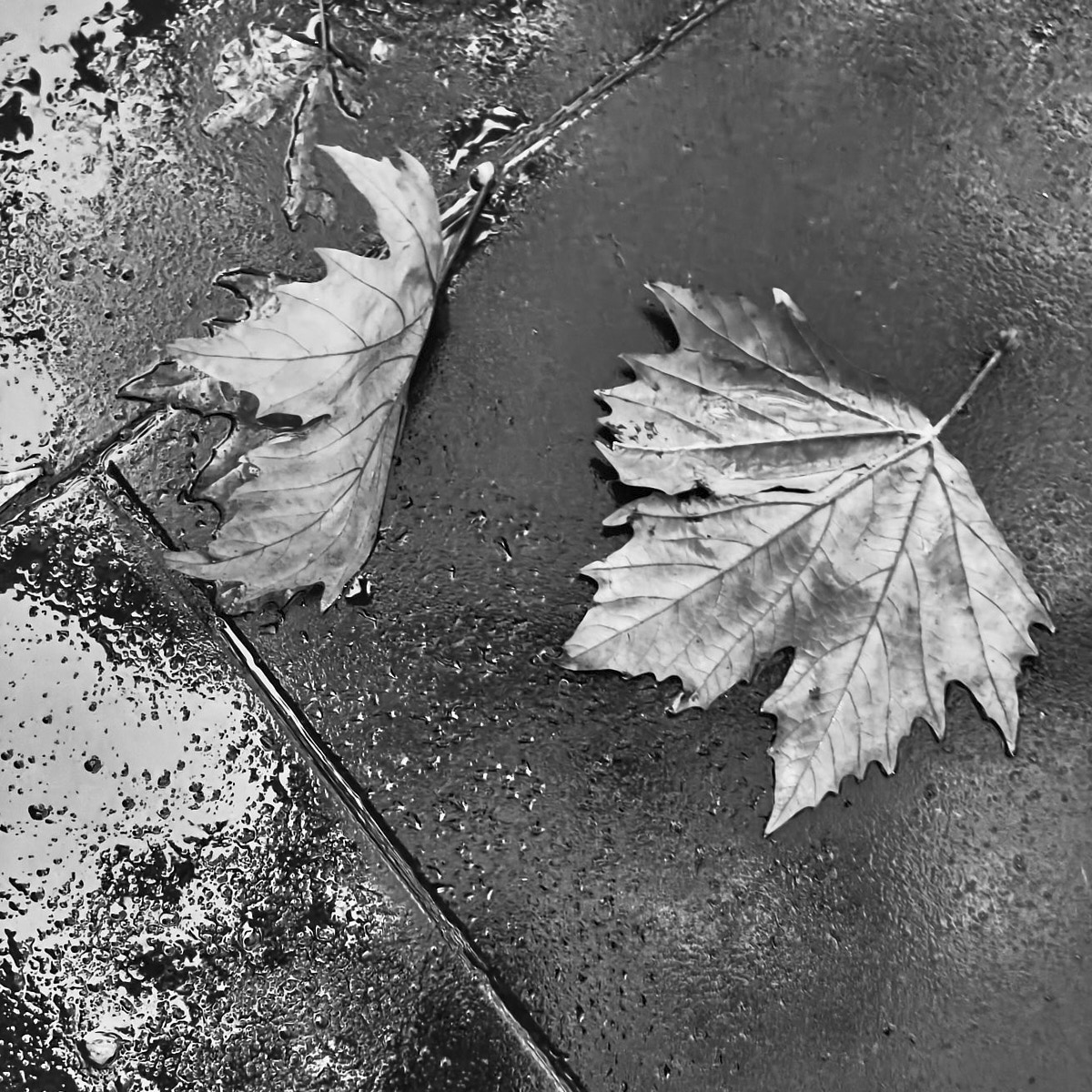 The Daily Foto